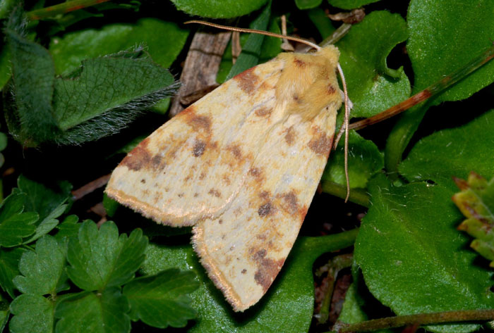 Noctuidi dal reggiano